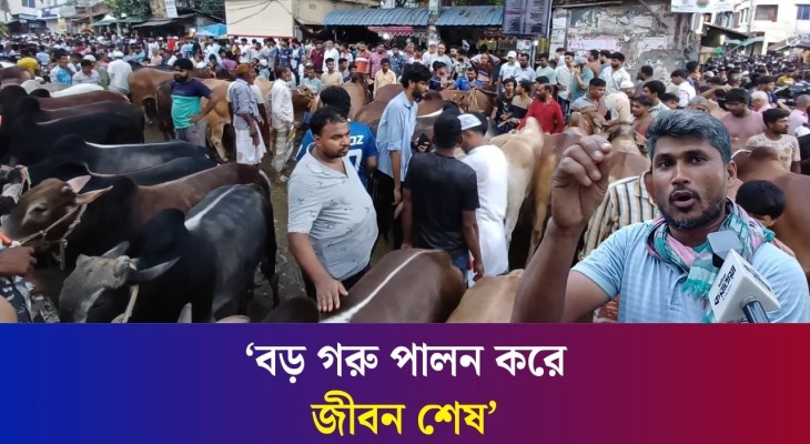 বগুড়ার কালিতলা হাটে গরুর দাম কেমন?